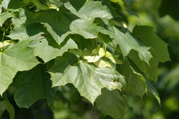 Arce real - Hoja (Acer platanoides)