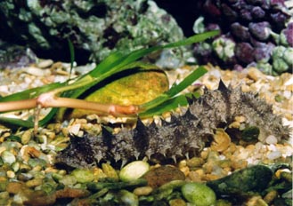 Pepino de mar (Holoturia)