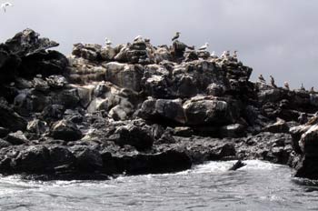 Piqueros Patas Azules y Piqueros Enmascarados en un islote, Ecua