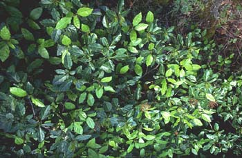 Durillo (Viburnum tinus)