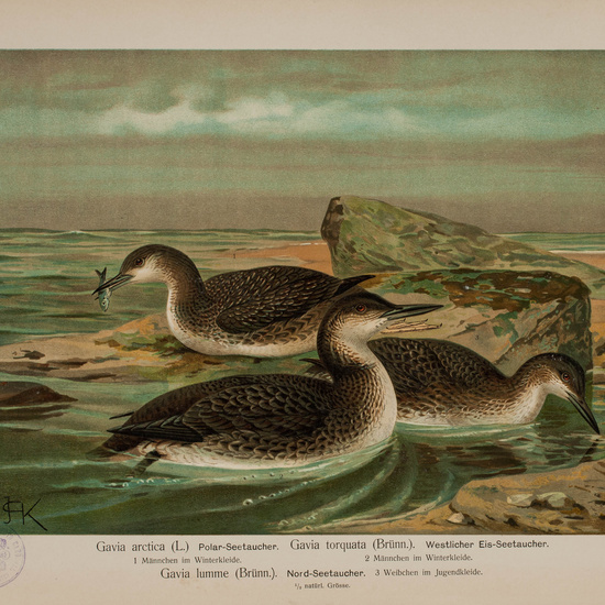 IES_CARDENALCISNEROS_AVES_LAMINAS_140