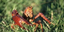 Cangrejo de río americano (Procambarus clarkii)