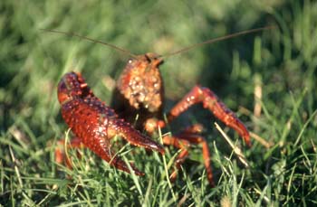 Cangrejo de río americano (Procambarus clarkii)