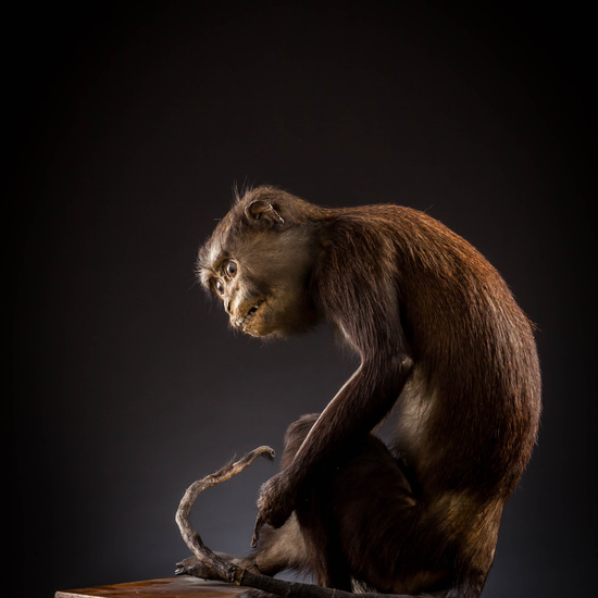 IES_SANISIDRO_MUSEO_Zoolgía_001