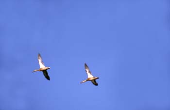 Pato cuchara (Anas clypeata)