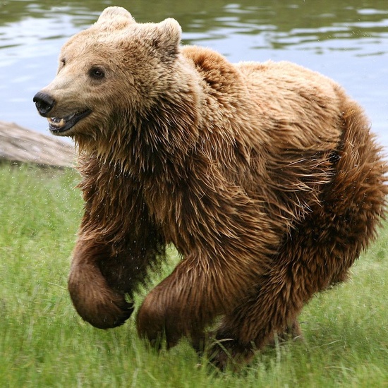 Oso pardo (Ursus arctos)