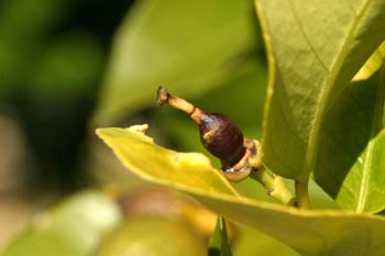 Limonero - Fruto jóven (Citrus limon)