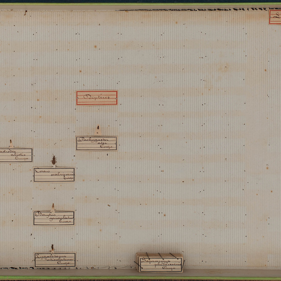 IES_CARDENALCISNEROS_Insectos_007