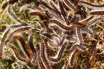 Limántrido - Oruga (Lymantridae fam.)