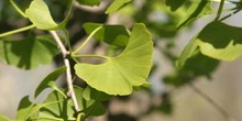 Gingo - Hojas (Ginkgo biloba)