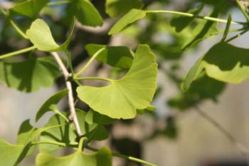 Gingo - Hojas (Ginkgo biloba)