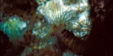 Cerianto (Cerianthus sp.)