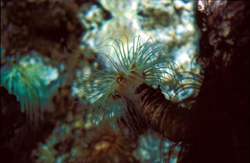 Cerianto (Cerianthus sp.)