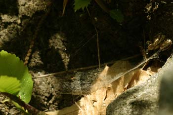 Tela de araña (Araneae Ord.)