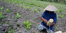 Tabaco, Jogyakarta, Indonesia