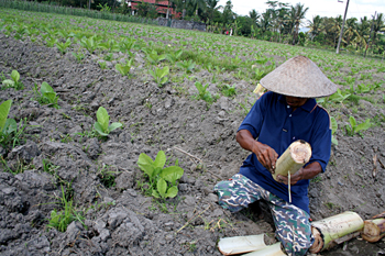 Tabaco, Jogyakarta, Indonesia