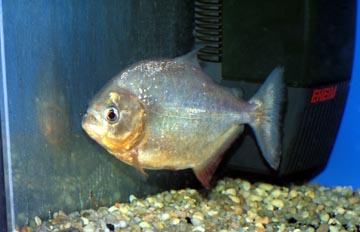 Piraña (Serrasalmus sp.)