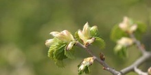 Olmo común - Hojas (Ulmus minor)