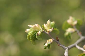 Olmo común - Hojas (Ulmus minor)