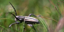 Longicornio zapador (Dorcadion guilianii)