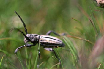 Longicornio zapador (Dorcadion guilianii)