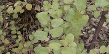 Madreselva rosada arbustiva (Lonifera tatarica)