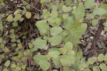 Madreselva rosada arbustiva (Lonifera tatarica)