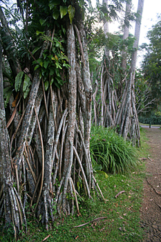 Manglares, Jardín botánico, Java, Indonesia
