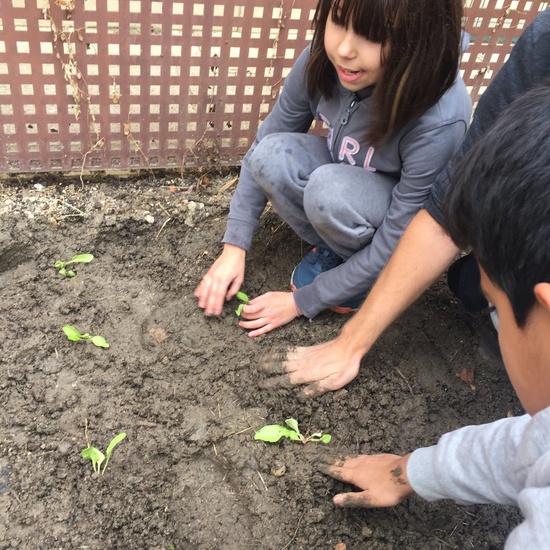 El año hortelano de 4º B 10