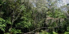 Selva en Queensland, Australia
