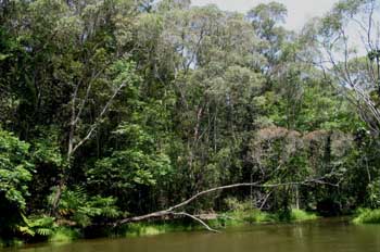 Selva en Queensland, Australia