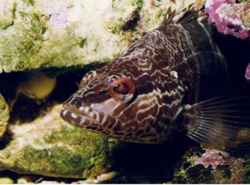 Mero mediterraneo (Ephinephelus sp.)