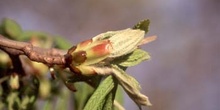 Castaño de Indias - Yema (Aesculus hippocastanum)