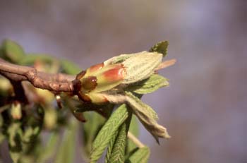 Castaño de Indias - Yema (Aesculus hippocastanum)