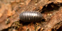 Cochinilla (Armadillidium opacum)