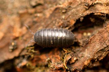 Cochinilla (Armadillidium opacum)