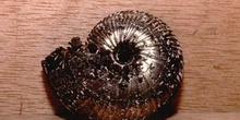Ammonites sp. (Molusco-Ammonites) Jurásico
