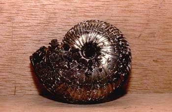 Ammonites sp. (Molusco-Ammonites) Jurásico