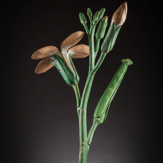 IES_SANISIDRO_MUSEO_Botanica_043