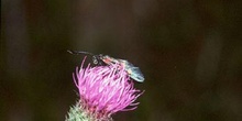 Zigena (Zygaena sp,)