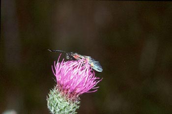 Zigena (Zygaena sp,)