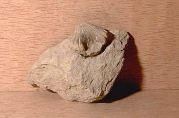 Spirifer (Braquiópodo) Jurásico