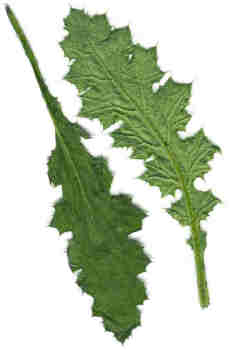 Hoja de cardo santo, derecho y revés