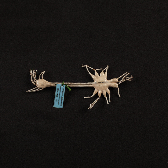 IES_CARDENALCISNEROS_ZOOLOGIA_II_MODELOS_025