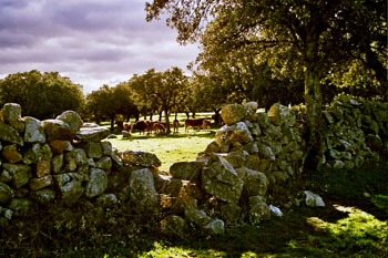 Manada de vacas en el campo