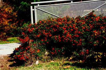 Mata de semillas de ardisia