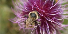 Abejorro (Bombus mesomelas)