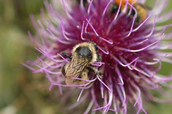 Abejorro (Bombus mesomelas)