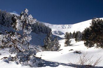 Detalle de arbusto nevado