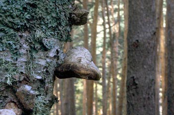 Yesquero del abedul (Piptoporus betulinus)